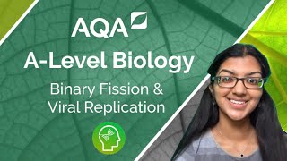 AQA A Level Biology Binary Fission and Viral Replication [upl. by Farrow]