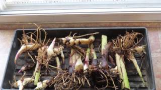 How to Overwinter Canna Lily Bulbs [upl. by Rew834]