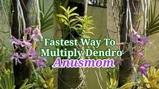 Fastest Way To Multiply Your Dendrobium Anosmum Orchid [upl. by Inoek]