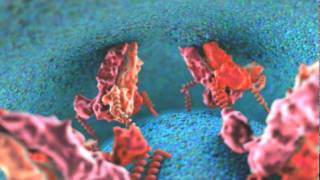 Dengue Viral Fusion Animation [upl. by Claudia]