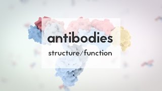 Antibody structure and function [upl. by Hadleigh600]