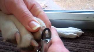 How to Trim the Nails of a Cat or Dog [upl. by Yun]