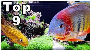 Top 9 Best Cichlids for Community Tanks [upl. by Dde771]