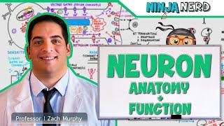 Neurology  Neuron Anatomy amp Function [upl. by Leanard496]