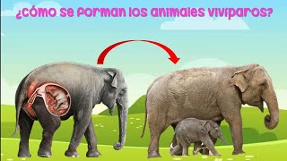 ¿Cómo nacen los animales animales ovíparos y vivíparos para niños [upl. by Fanning]