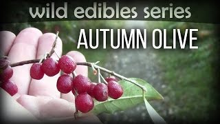 Autumn Olive  Wild Edibles Series [upl. by Akinohs121]