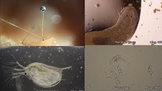 The Amazing Microscopic World [upl. by Lateh]