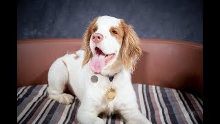 Clyde  Clumber Spaniel Puppy  4 Weeks Residential Dog Training [upl. by Htiek]