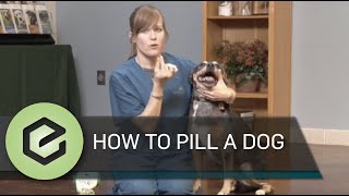 How to Pill a Dog [upl. by Atterbury917]