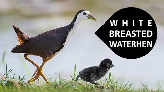 White Breasted Waterhen  Rail  Crake  Water Hen [upl. by Onifur]