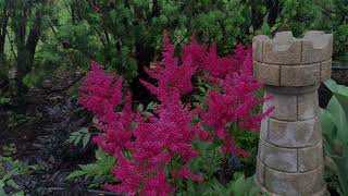 Astilbe Plant Profile [upl. by Anstus]