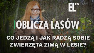 Co jedzą i jak radzą sobie zwierzęta zimą w lesie  OBLICZA LASÓW 115 [upl. by Lovich]