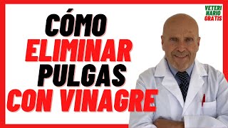 🔴 Como ELIMINAR pulgas Rápidamente en perros con VINAGRE 🔴 Eliminar pulgas de mi casa Naturalmente [upl. by Laetitia]