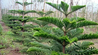 How to prune Araucaria heterophylla  How to care Araucaria plant amp Norfolk Island pine [upl. by Yaakov]