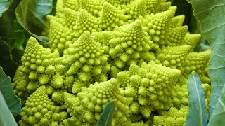 Fractals in Nature [upl. by Ahtela]