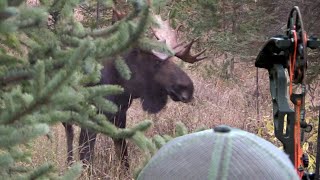 ARROWED at 14 YARDS Bow Hunting Moose Eastmans Hunting TV [upl. by Annaehr]