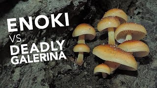 Learn To Identify Wild Edible Enoki Mushrooms [upl. by Mannes]