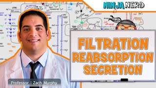 Renal  Filtration Reabsorption and Secretion Overview [upl. by Spragens]