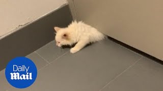 Cat successfully squeezes through gap under door in Illinois [upl. by Kizzee]