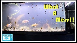 Cloudy Water in a Fish Tank and What to do About It [upl. by Socher]