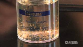 How to Care for Daphnia [upl. by Schenck]