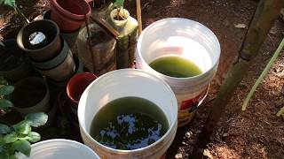 How to grow Green Water Algae [upl. by Harlan293]