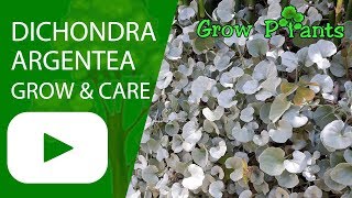 Dichondra argentea  grow and care Silver falls [upl. by Maggi158]