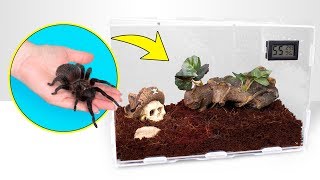 How Tarantulas Grow  A Perfect Spider House [upl. by Eserehs464]