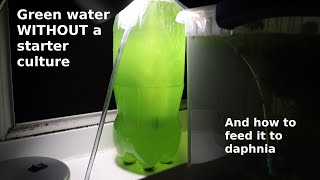 Green Water WITHOUT a Starter Culture  From Scratch  How To [upl. by Lehman]