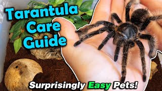 How to Care for Tarantulas [upl. by Ahsenev]