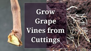 Grow Grape Vines from Cuttings Hardwood Propagation [upl. by Hpesoj]