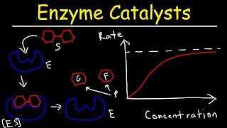 Enzymes  Catalysts [upl. by Shiff]