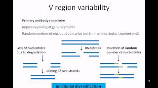 Therapeutic antibodies Part 1 structure amp function [upl. by Adlaremse879]