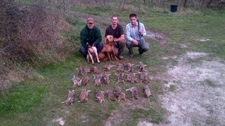 Chasse du lapin de garenne [upl. by Corrinne]