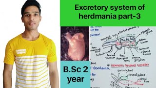 Excretory system of herdmania  BSc 3rd Year Zoology 5th Semester 2nd paper [upl. by Netsirhc]