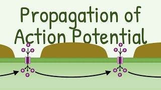 Propagation of Action Potential [upl. by Arol]