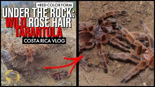 Rose Hair Tarantula in the wild Grammostola rosea [upl. by Slin]