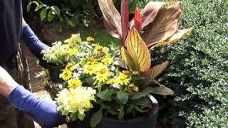 Planting Canna quotTropicannaquot in Containers [upl. by Aryas696]