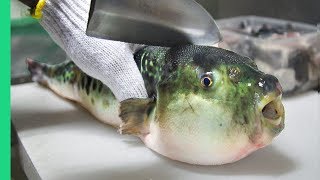 Eating Japans POISONOUS PufferFish ALMOST DIED Ambulance [upl. by Zoe]