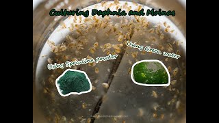 How To Culture Daphnia and Moinas using Green Water Spirulina powder [upl. by Kappenne]