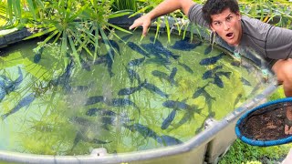 Trapping EXOTIC FISH At The Fish FARM [upl. by Yllrebmik144]