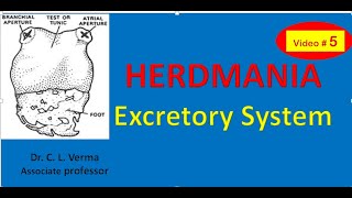 Excretory system of Herdmania [upl. by Hentrich124]