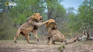 African Lions  National Geographic Documentary [upl. by Abil]