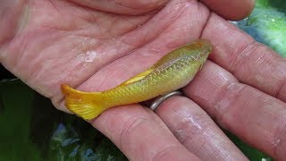 Giant Guppies Freakishly Large Males That Grow as Big as Females [upl. by Weingartner]