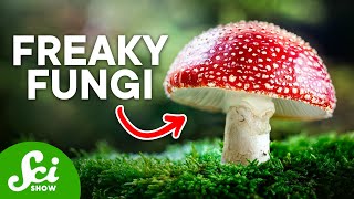 The Craziest Fungi On Earth Today [upl. by Htebasil]