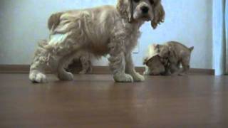 Cocker Spaniel Puppies check out camera [upl. by Elleira700]