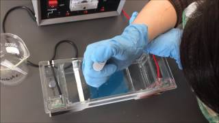 Gel Electrophoresis Lab [upl. by Elleryt]