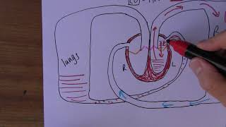 Heart Failure 2 Whats going on [upl. by Hildegaard75]