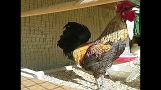 ▶️ Este gallo en Turquía que canta hasta desmayarse se ha vuelto viral [upl. by Gnet]