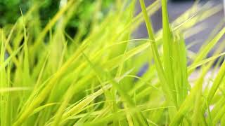 Hakone Grass Hakonechloa macra [upl. by Dusty]